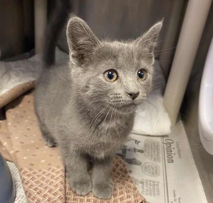 Photo of Buttercup