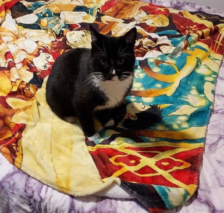 Photo of Oreo