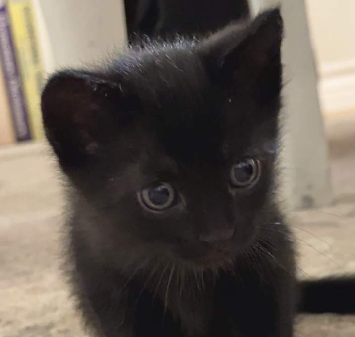 Photo of Smudge