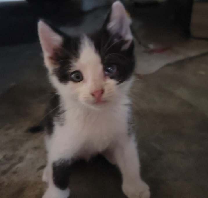 Photo of Domble aka Spot