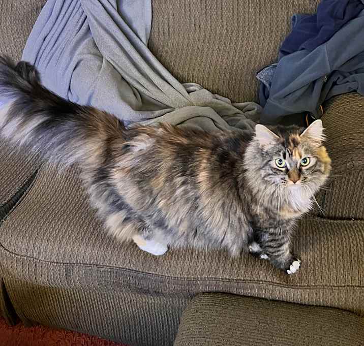 Photo of Nala