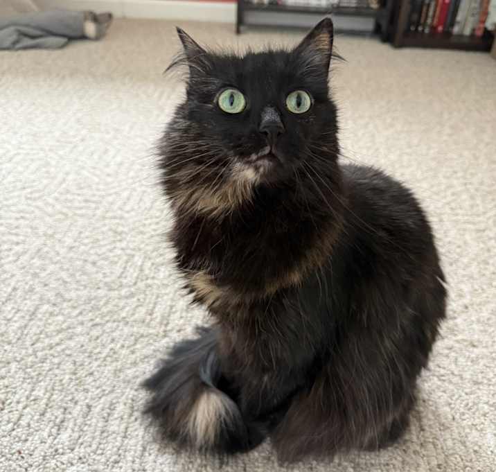 Photo of Basil