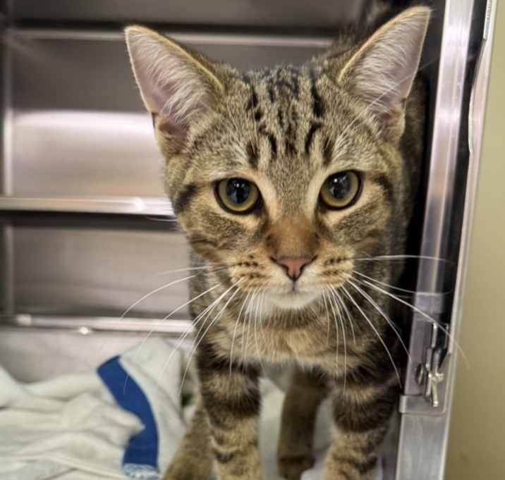 Photo of Thor(petsmart)