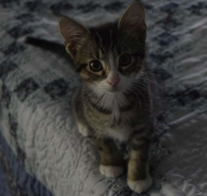 Photo of Diesel
