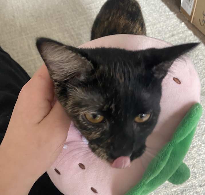 Photo of Artemis