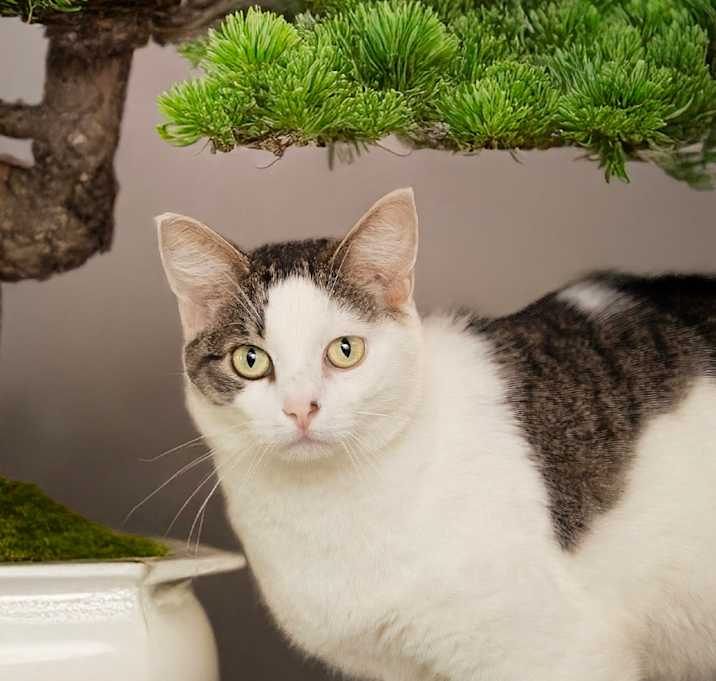 Photo of Bonsai