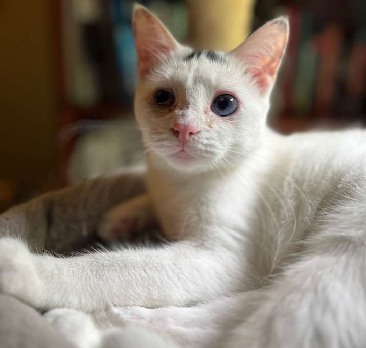 Photo of Lady T  - IN FOSTER