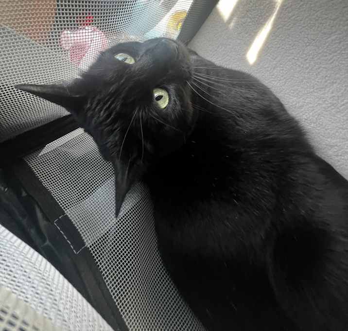 Photo of Batman
