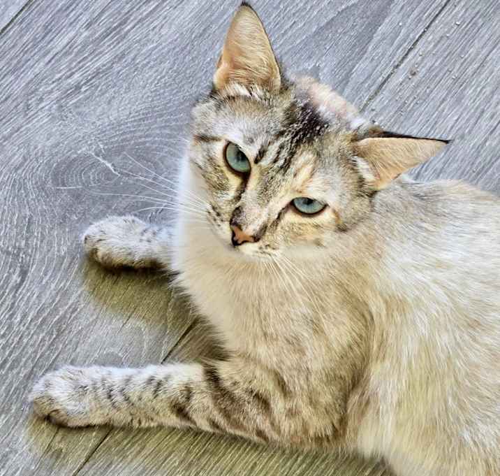 Photo of Dixie