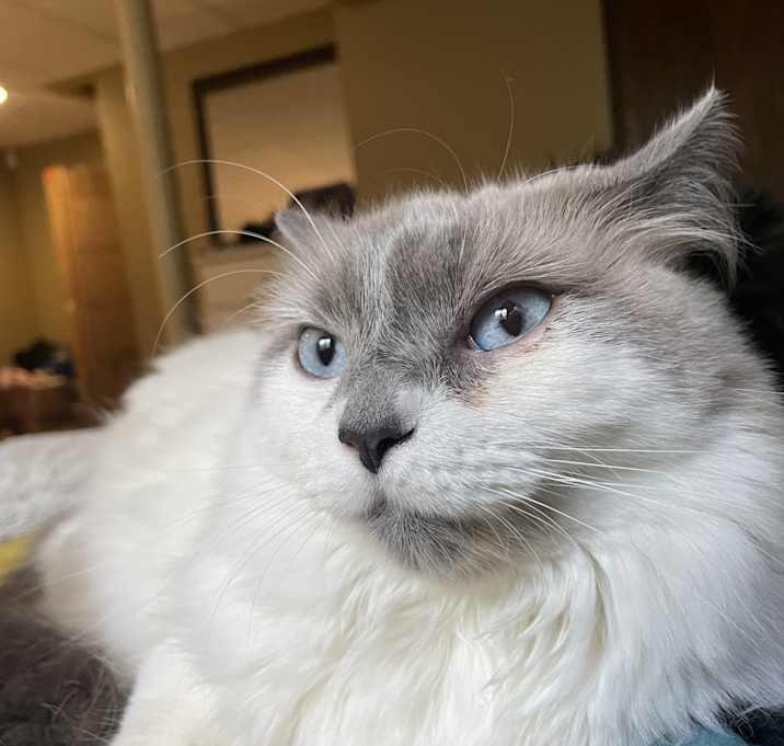 Photo of Mishka