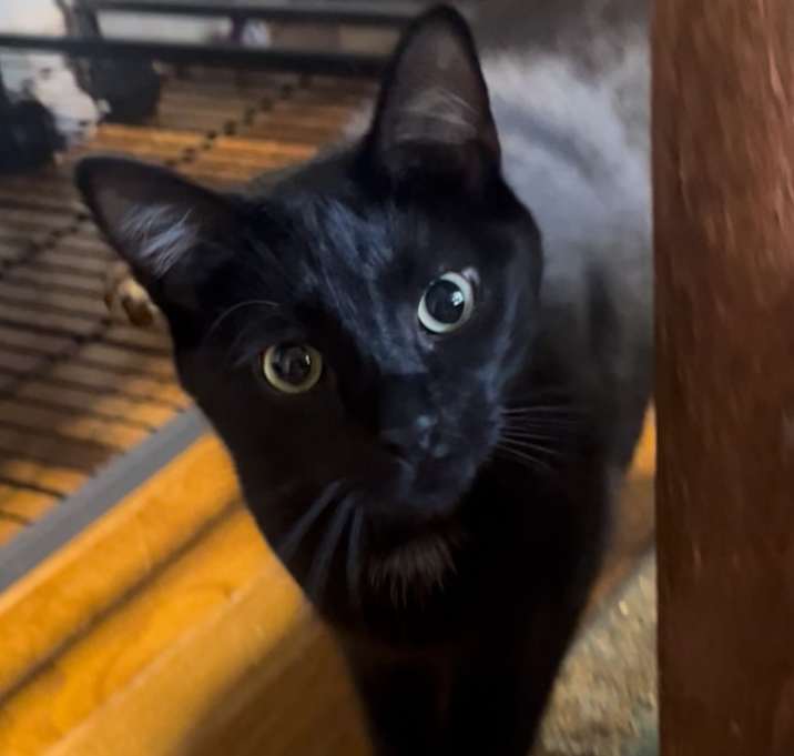 Photo of SALEM