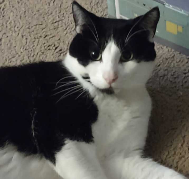 Photo of Gemini