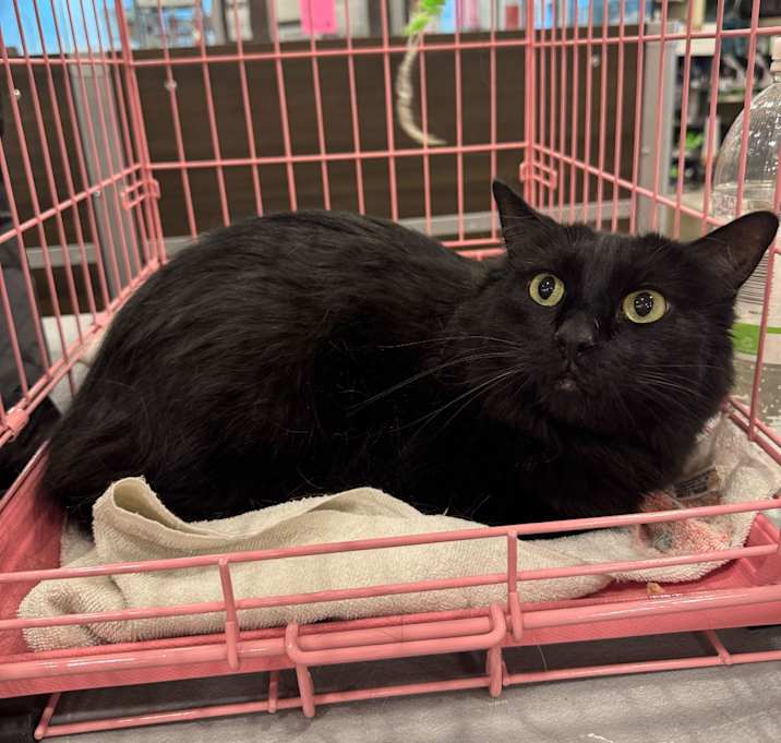 Photo of Sweetie