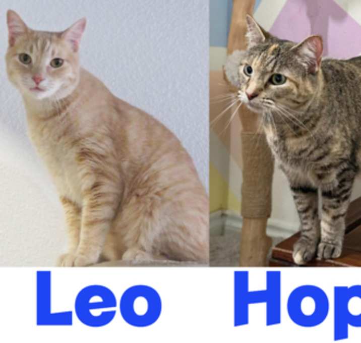 Photo of Hope
