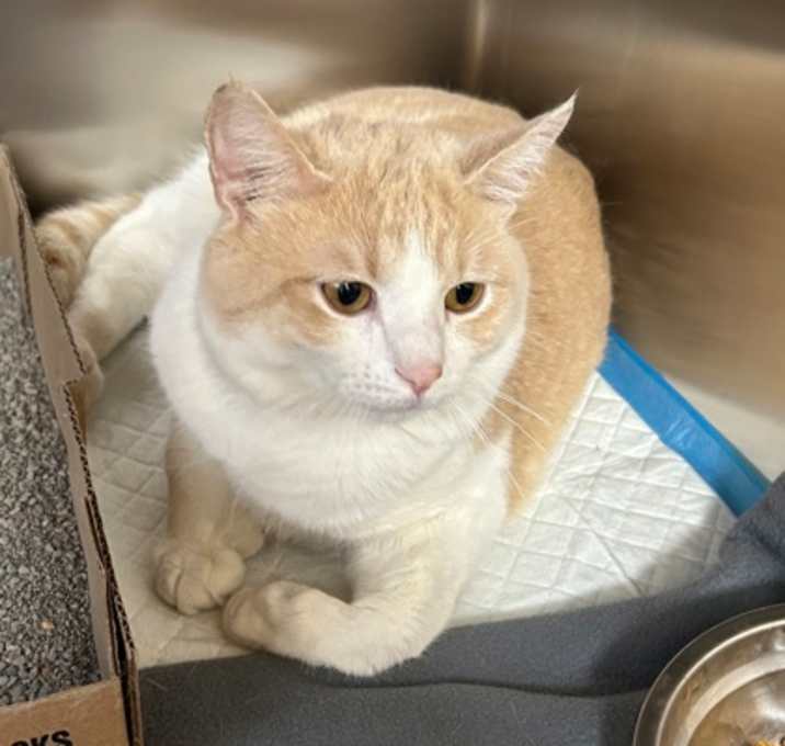 Photo of Oliver