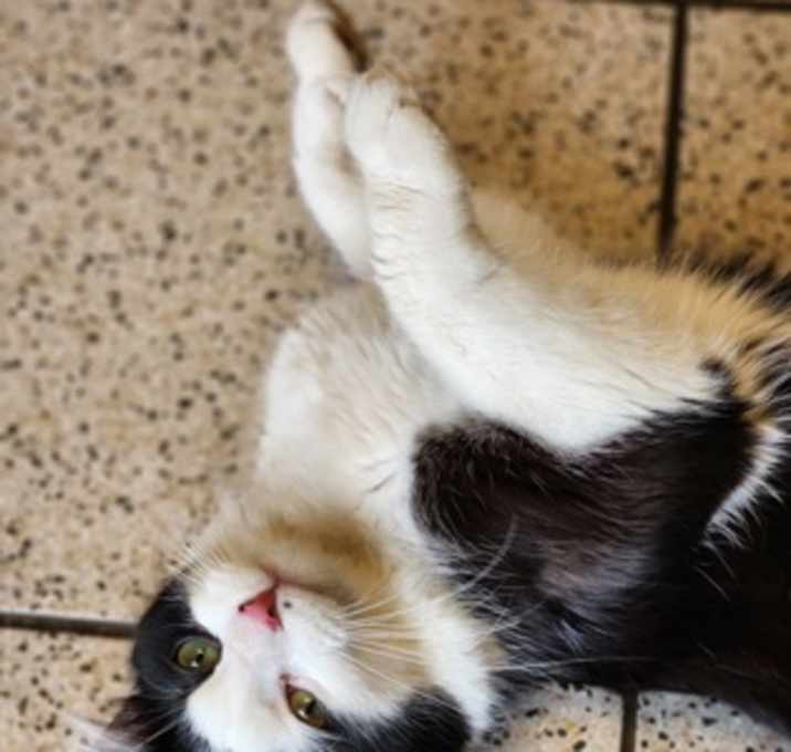 Photo of Kitty Boy