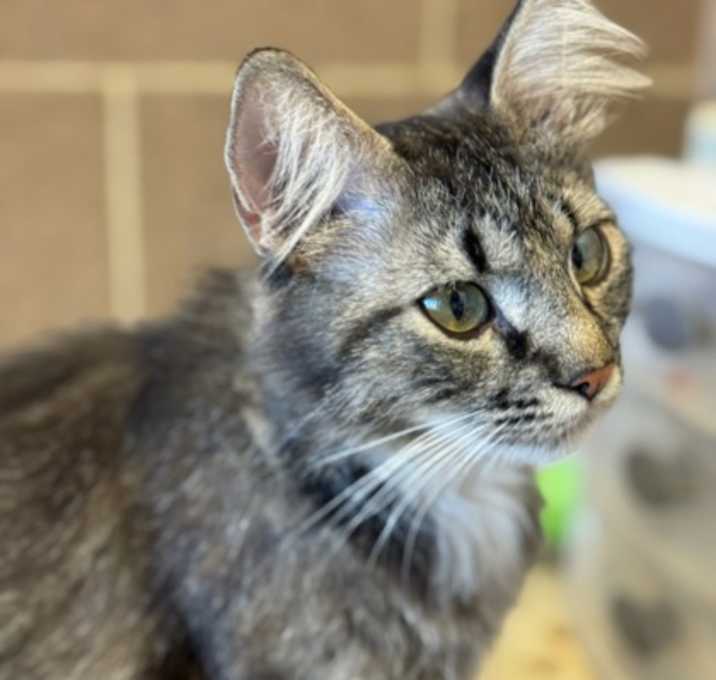 Photo of Timber