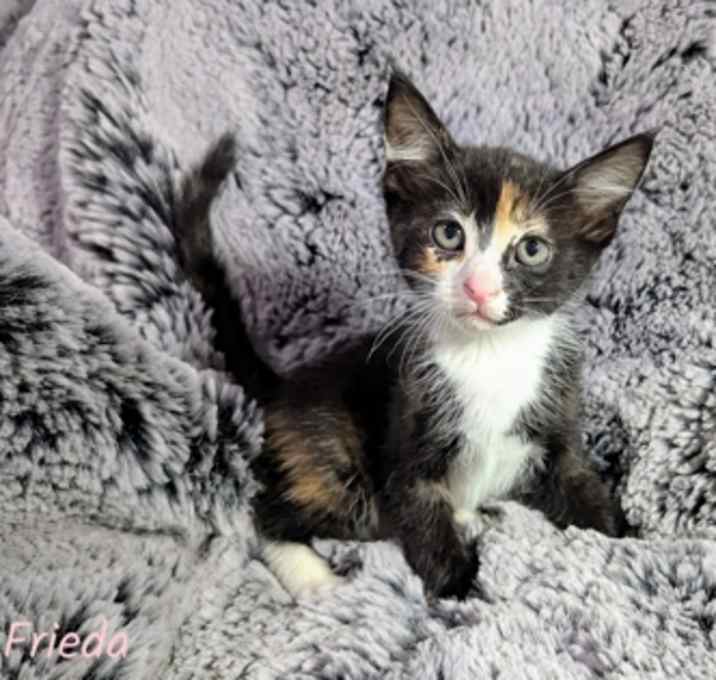 Photo of Frieda