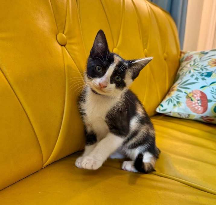 Photo of Toffee Marisol