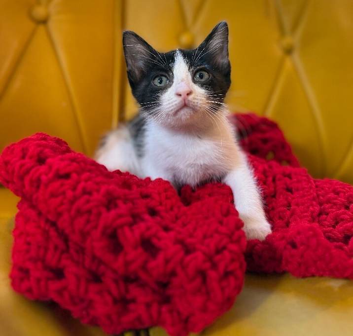 Photo of Taffy Marisol