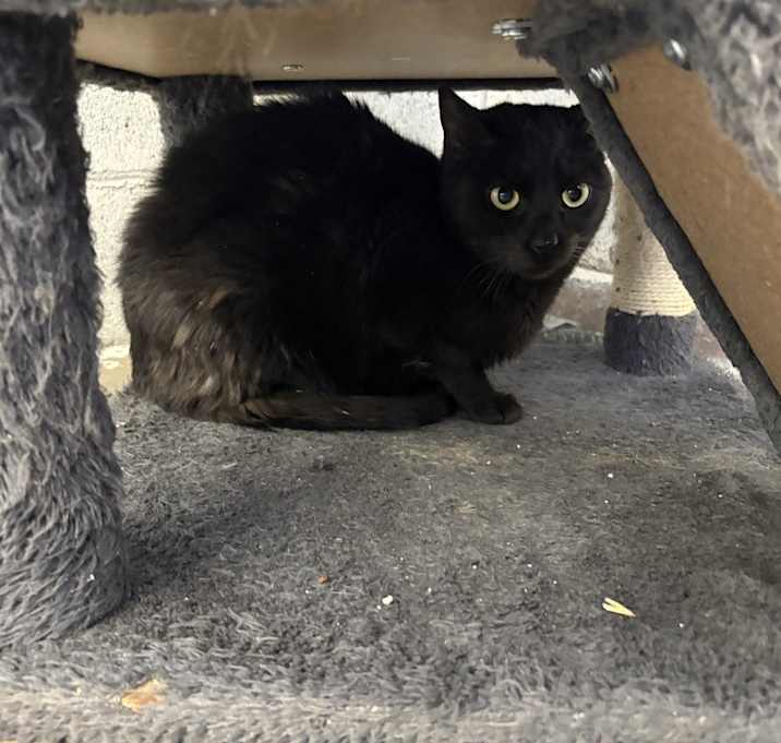 Photo of Pablo (Cat)