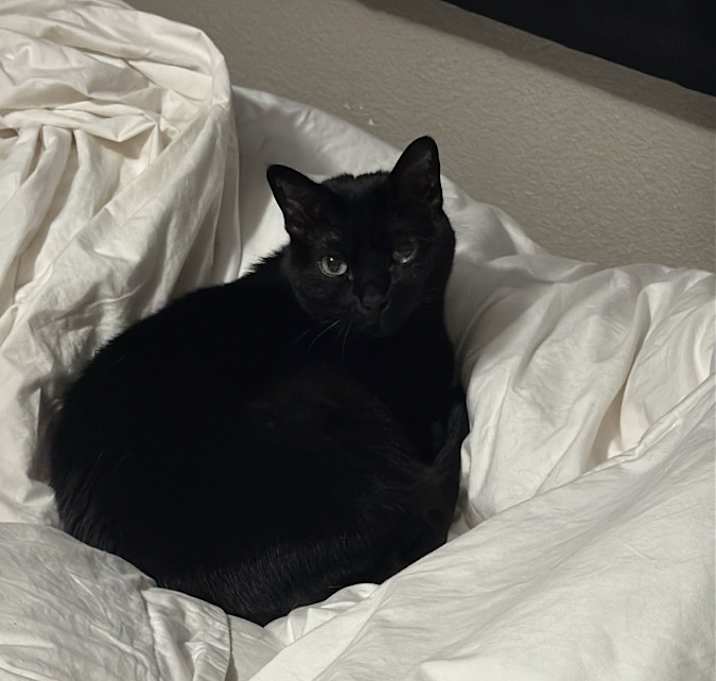 Photo of Scruffy