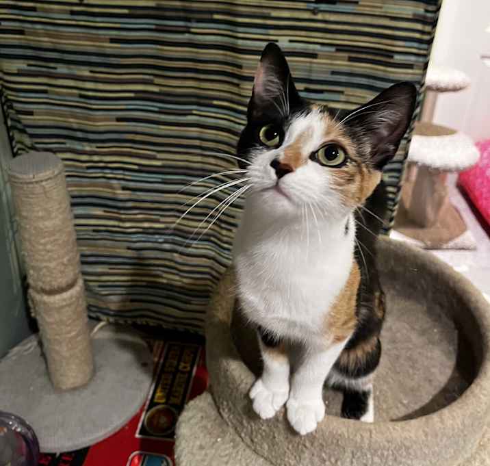 Photo of Cookie