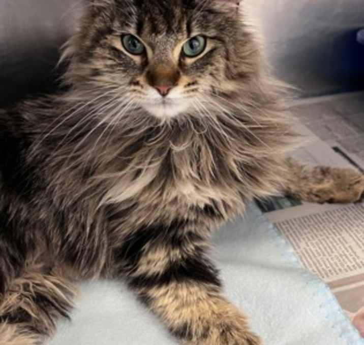 Photo of Mimi (Special Paws)