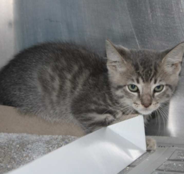 Photo of Timber