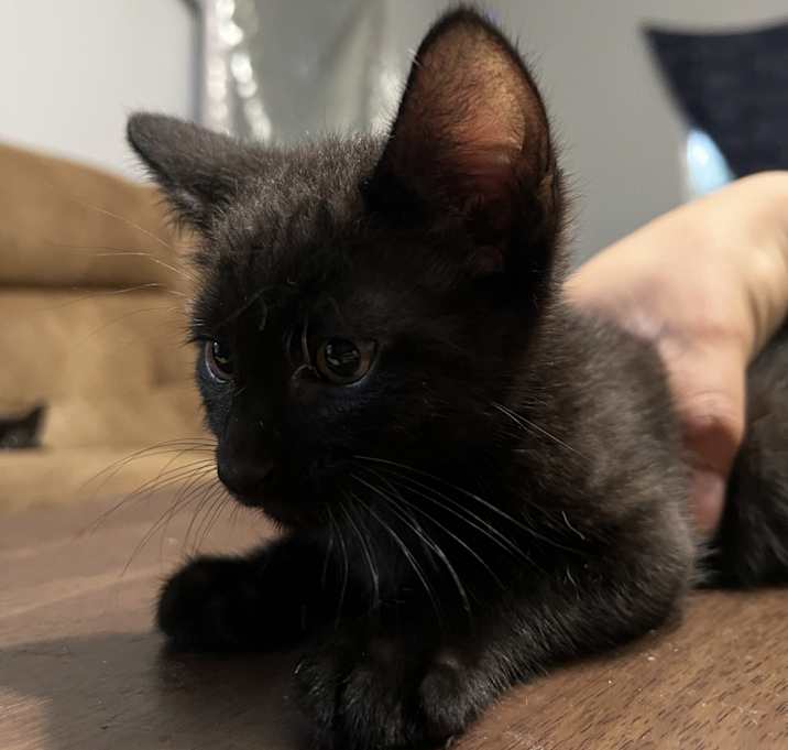 Photo of Taco