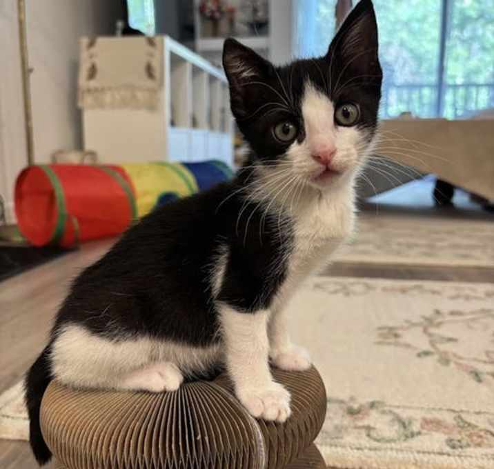 Photo of Juniper