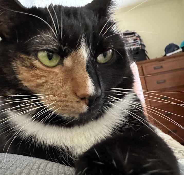 Photo of Sprinkles
