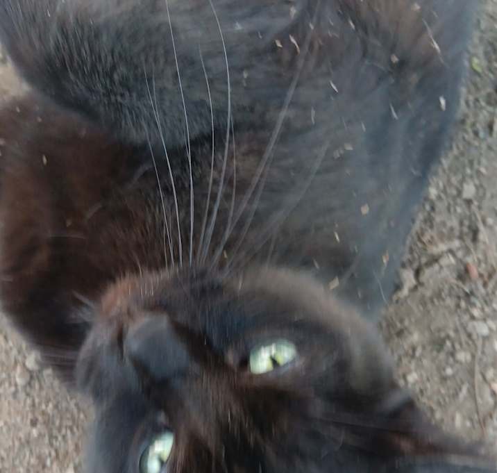 Photo of Binx