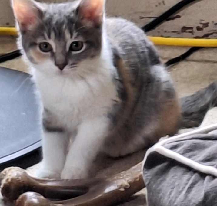 Photo of Athena