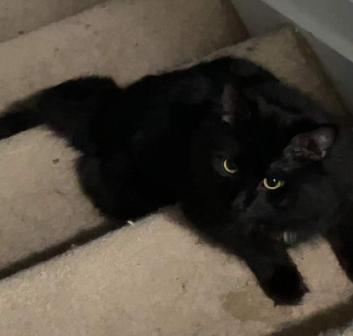 Photo of Loki