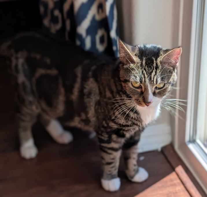 Photo of Mittens