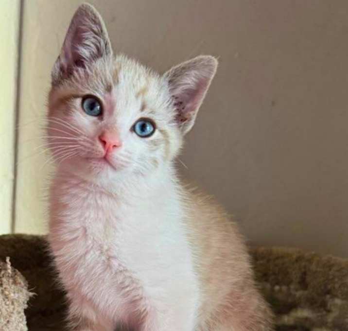 Photo of Ori