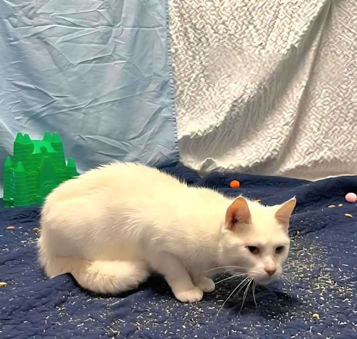 Photo of Princess
