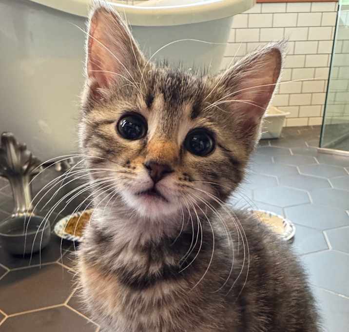 Photo of Tiger