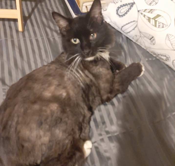 Photo of Tux