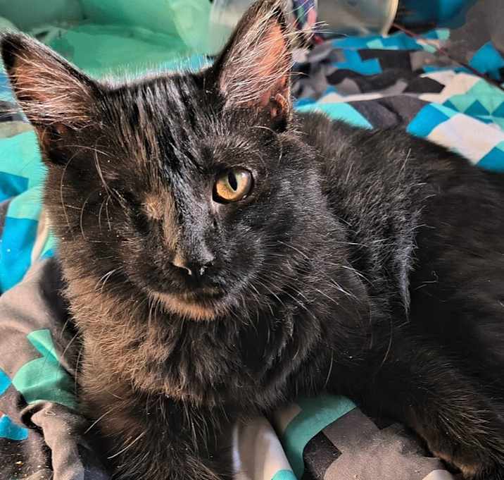 Photo of BERT