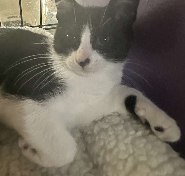 Photo of Mischief