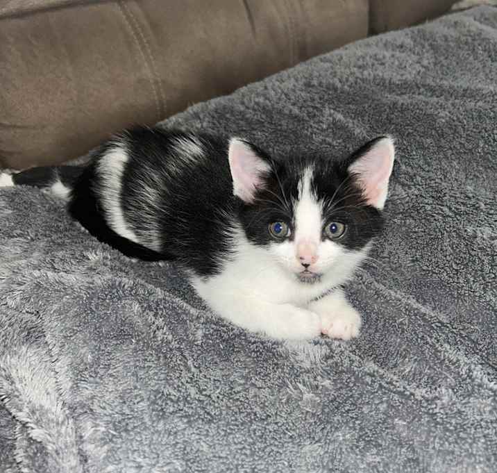 Photo of Indigo