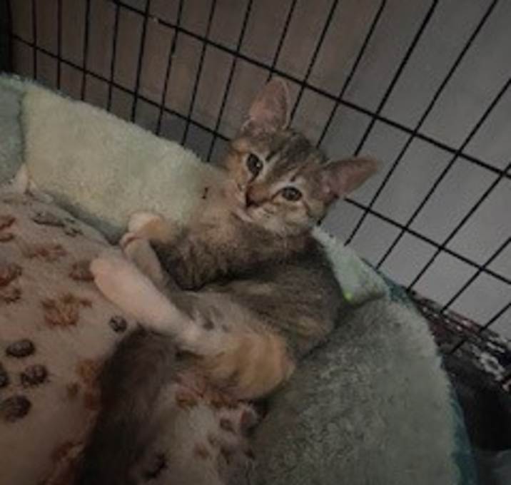 Photo of Athena
