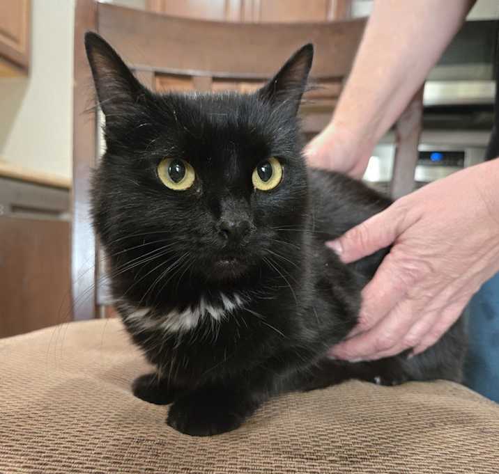 Photo of Pearl