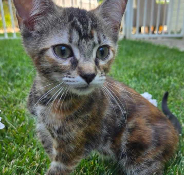 Photo of Nyx