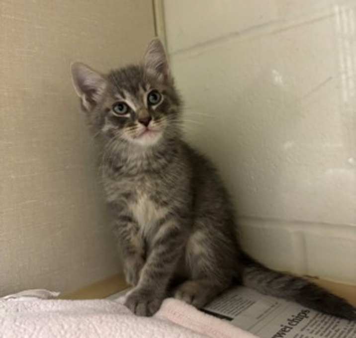 Photo of Smokey