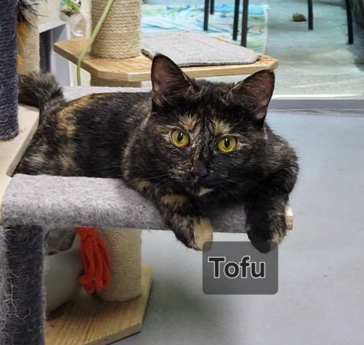 Photo of Tofu
