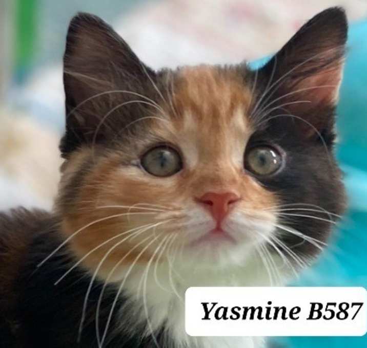 Photo of Yasmine B587