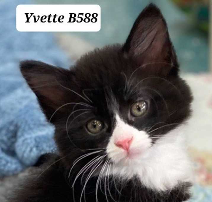 Photo of Yvette B588
